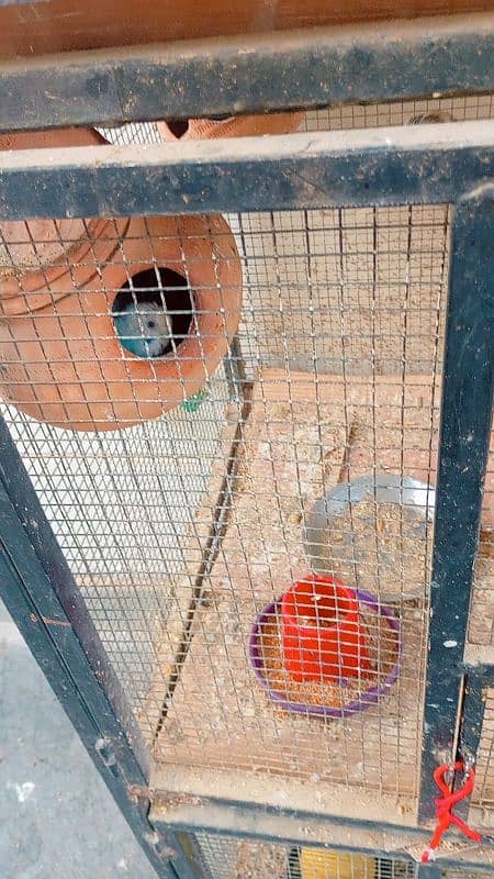 cocktail Australian parrots and brown pigeon's for sale 4