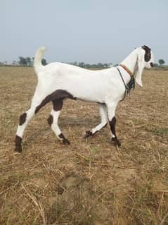 desi goat