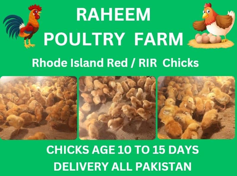 rir chicks | lohman brown chicks | Rhode Island Red chicks 4