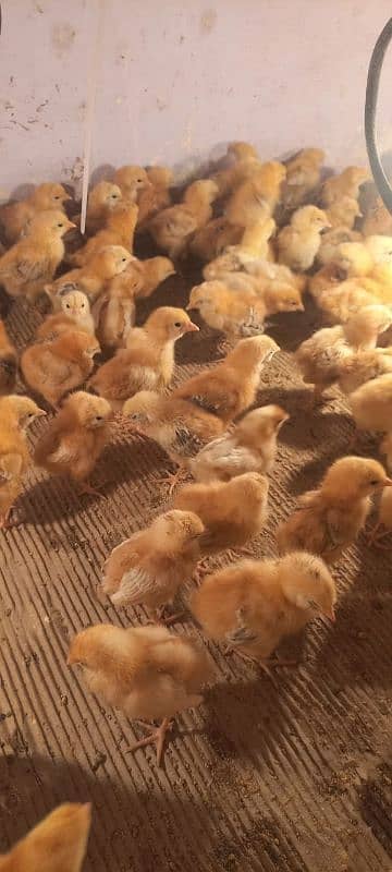 rir chicks | lohman brown chicks | Rhode Island Red chicks 1