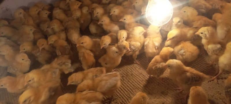 rir chicks | lohman brown chicks | Rhode Island Red chicks 2