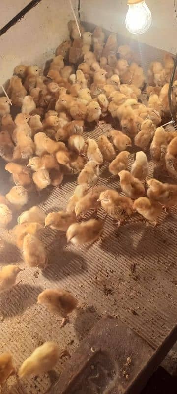 rir chicks | lohman brown chicks | Rhode Island Red chicks 3