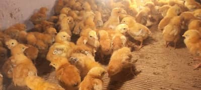 rir chicks | lohman brown chicks | Rhode Island Red chicks