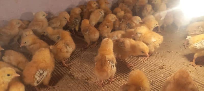 rir chicks | lohman brown chicks | Rhode Island Red chicks 6