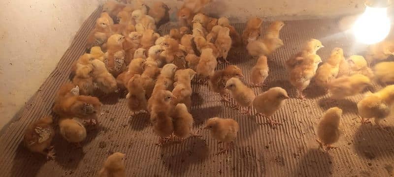 rir chicks | lohman brown chicks | Rhode Island Red chicks 7