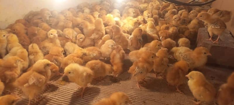 rir chicks | lohman brown chicks | Rhode Island Red chicks 8