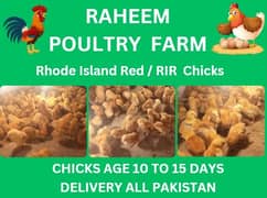 lohman chicks | rir chicks | Rhode Island Red chicks