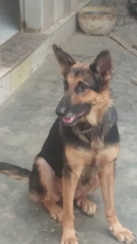 Breeding Gsd Female for sale 0