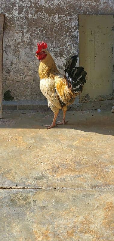 murga hen breeder 6