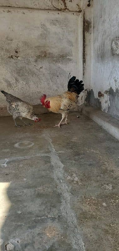 murga hen breeder 7