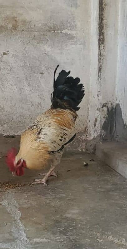 murga hen breeder 8