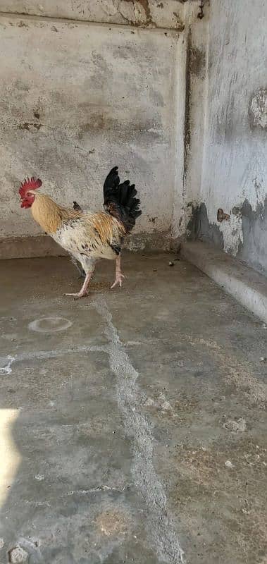 murga hen breeder 9