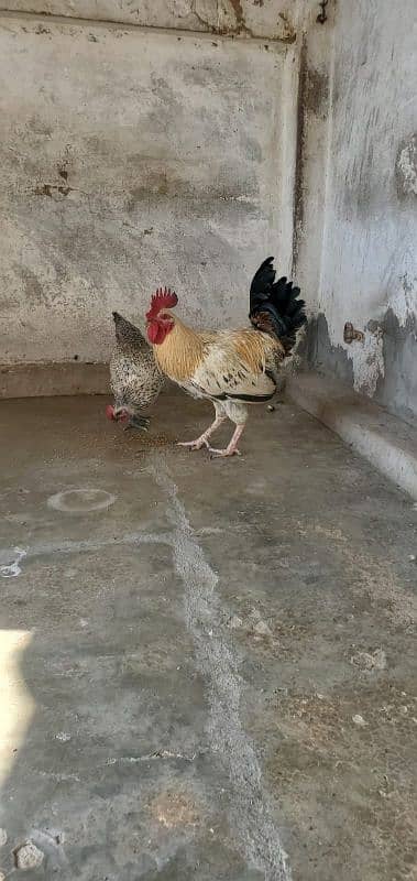 murga hen breeder 10