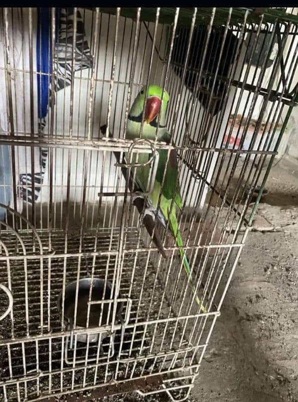 Raw Parrot Breader pair 0