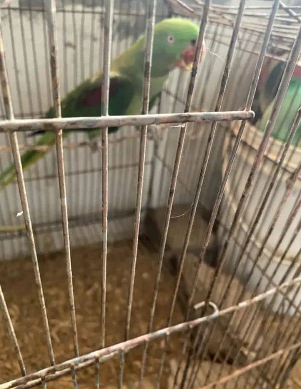 Raw Parrot Breader pair 1