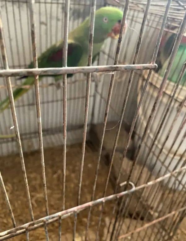 Raw Parrot Breader pair 2