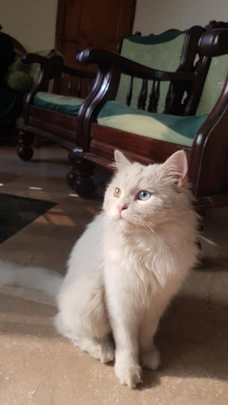 Persian male cat for sale 0