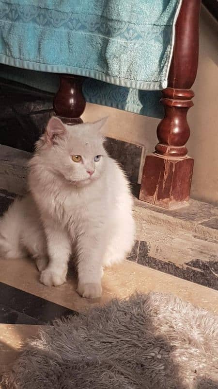 Persian male cat for sale 2