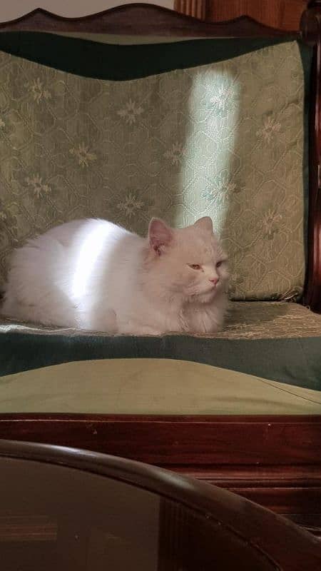 Persian male cat for sale 3