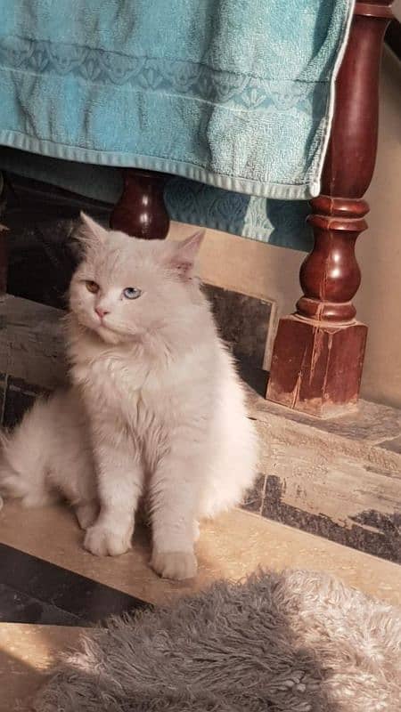 Persian male cat for sale 4