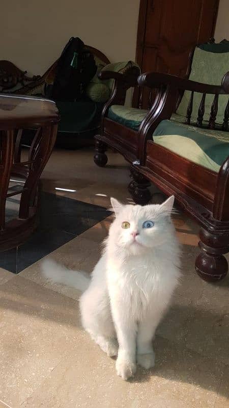 Persian male cat for sale 6