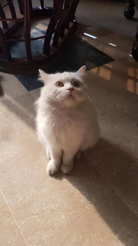 Persian male cat for sale 7