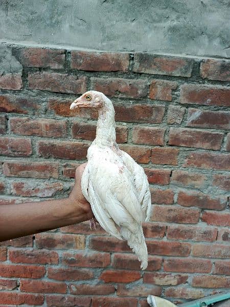 high quality heera aseel chicks 3