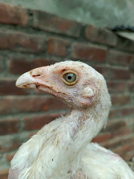 high quality heera aseel chicks 5