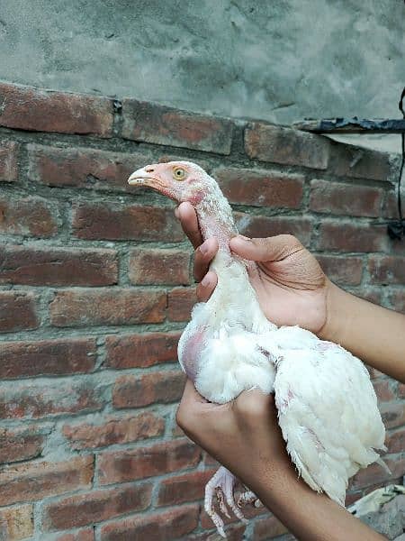 high quality heera aseel chicks 7