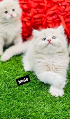 Persian Kittens Ready For New Home