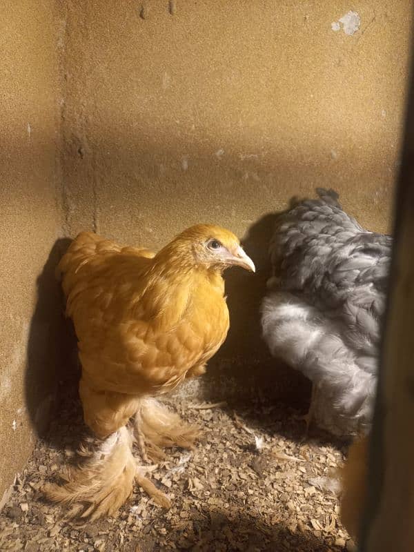 2 GOLDEN BUFF 1 BLUE BUFF FEMALES CALL ONLY PLEASE 0