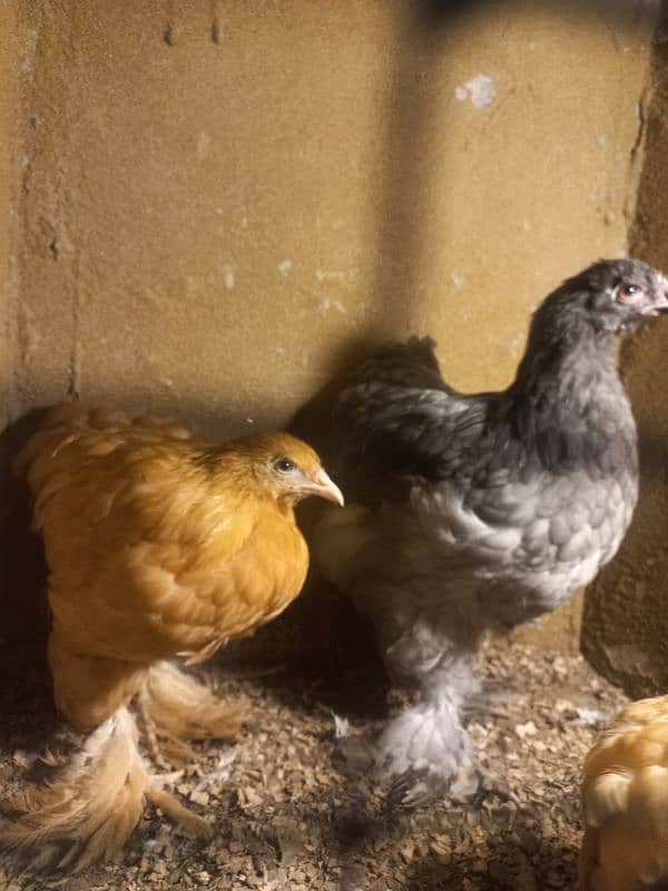 2 GOLDEN BUFF 1 BLUE BUFF FEMALES CALL ONLY PLEASE 1