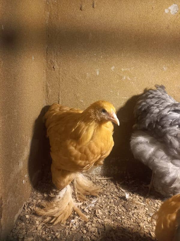 2 GOLDEN BUFF 1 BLUE BUFF FEMALES CALL ONLY PLEASE 2