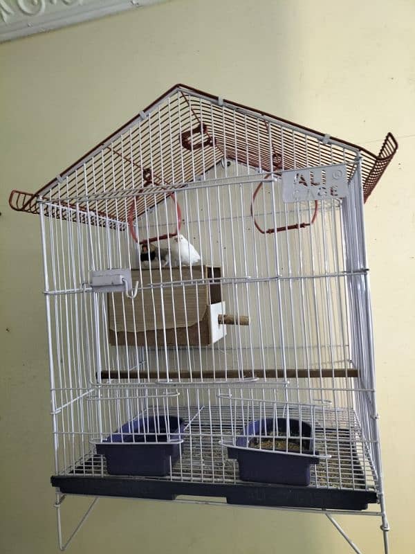 Cage with Finches 0