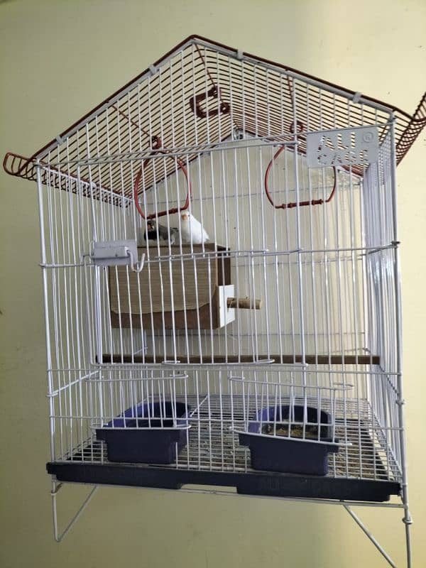 Cage with Finches 1