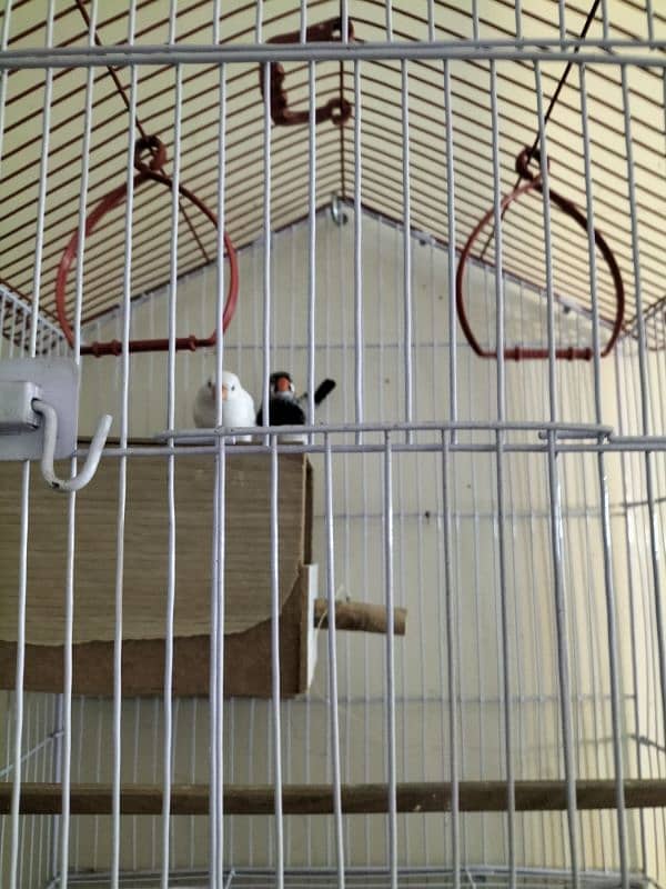 Cage with Finches 2