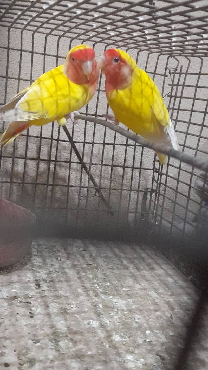 Urgent love bird pair And 2 cocktail box for sale 0