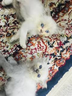 Persian kittens for sale