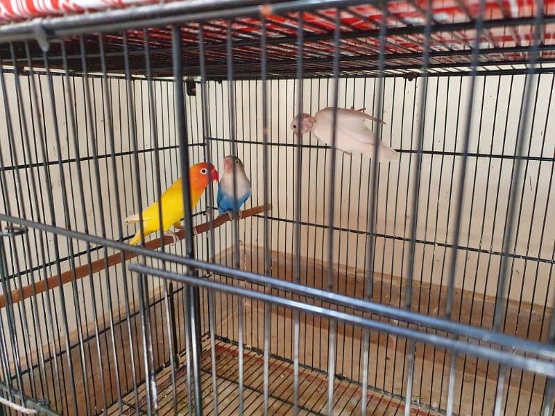 Albino, & Exhibition budgie 1