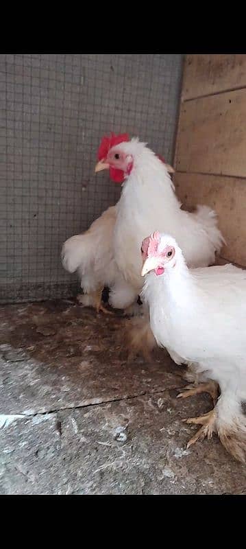 White bantam 2 males 1 female for sale 03096360200 0