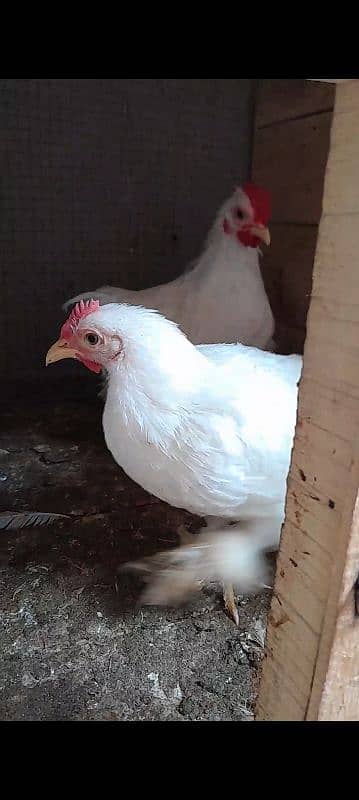 White bantam 2 males 1 female for sale 03096360200 1