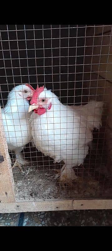 White bantam 2 males 1 female for sale 03096360200 2