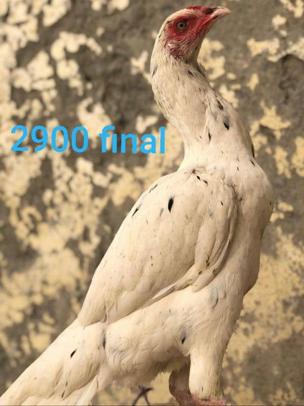 Aseel female for sale healthy and active  rate final ha 0