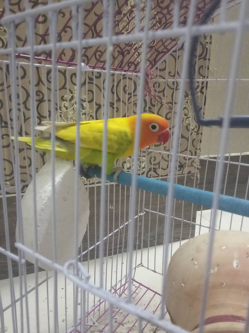 Love bird ka chota bacha hai for sale with cage 3