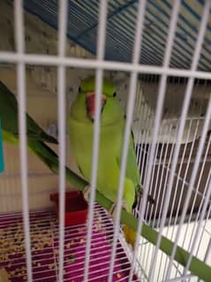 Green parrots male/ female pair available for sale