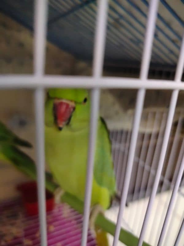 Green parrots male/ female pair available for sale 1