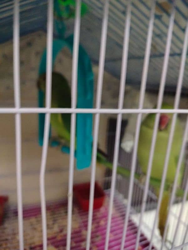 Green parrots male/ female pair available for sale 5