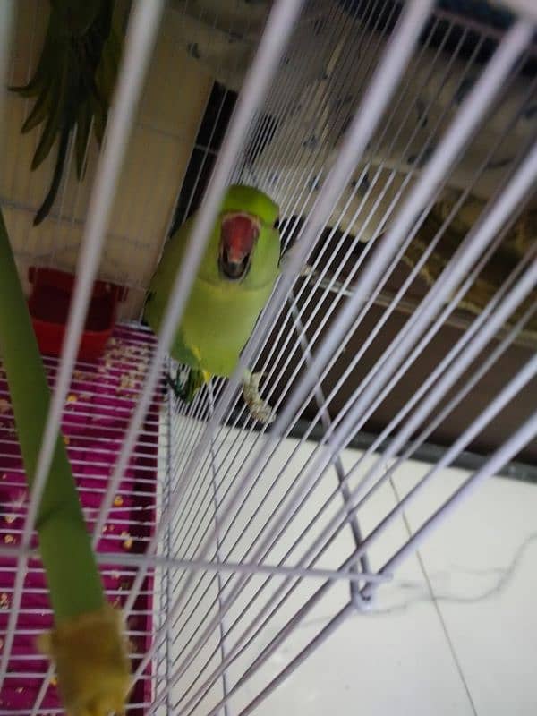 Green parrots male/ female pair available for sale 6