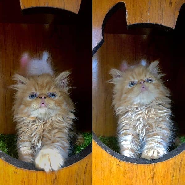 Persian kitten cats 15