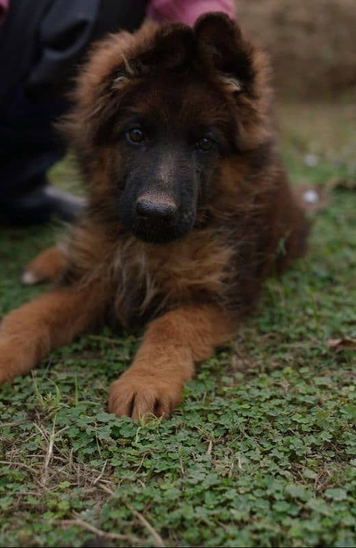 German shepherd male puppy available for sale 2